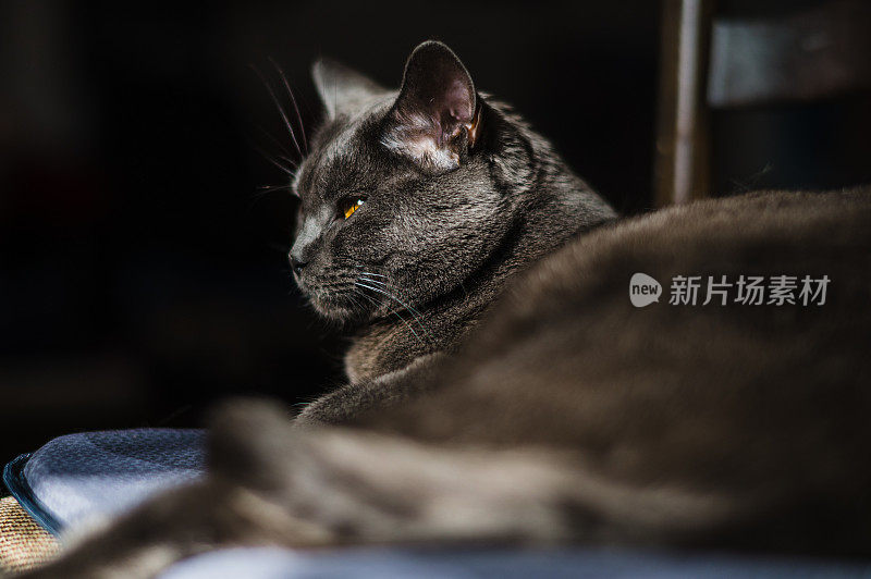 Chartreux Cat On A Chair椅子上的猫